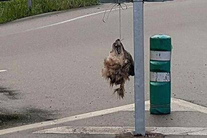 Cabeza de un lobo decapitado colgando en una señal de tráfico en el concejo asturiano de Salas.
