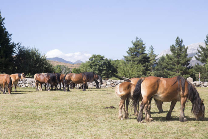 Varios caballos de la raza hispano bretón durante una de las ediciones pasadas. FERNANDO OTERO