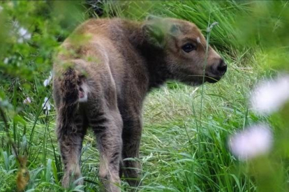 Un bisonte recién nacido en la reserva de Anciles. PELAYO GARCÍA