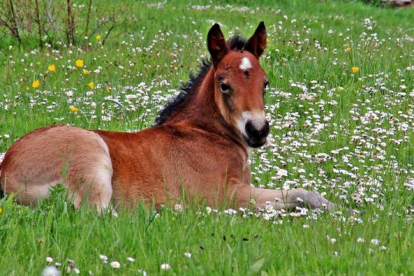 Imagen de un caballo hispanobretón de Babia. UNIVERSIDAD DE LEÓN