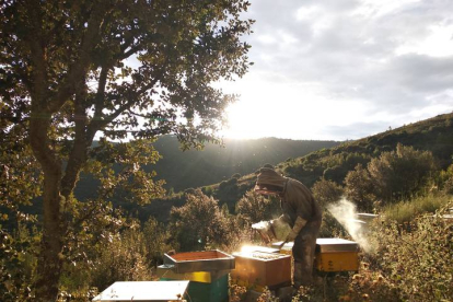 Imagen de colmenas en la montaña de León. UNIVERSIDAD DE LEÓN