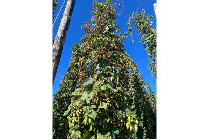 Cultivo de lúpulo en la ribera del Órbigo. DL