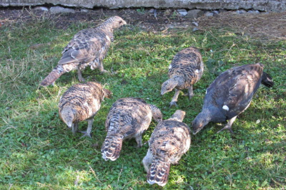 Un grupo de polluelos de urogallo nacidos en cautividad. DL