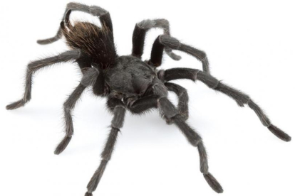 Aphonopelma johnnycashi, una araña recientemente descubierta en California y bautizada en honor al músico Johnny Cash.