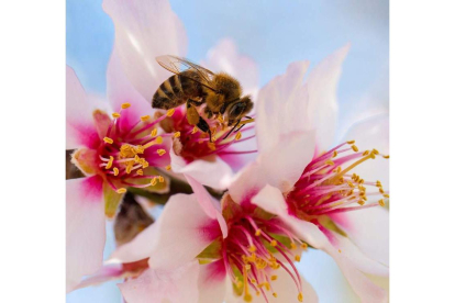 Una abeja se alimenta del polen de una flor de almendro en Pecs (Hungría).  GYORGY VARGA