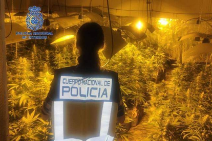 Una agente de policía ante el cultivo de cannabis. POLICÍA NACIONAL