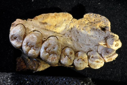 La mandíbula con dientes localizada en la cueva de Misliya, en Israel.