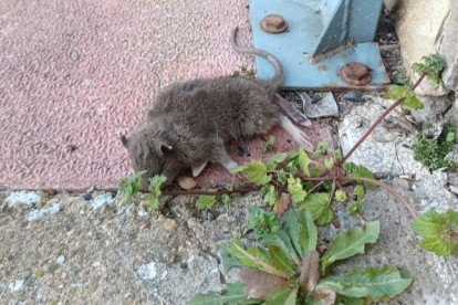 La rata apareció en un canalón de la calle Los Ángeles de San Andrés. DL