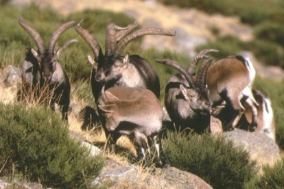 Ejemplares de cabra montés en la montaña de León. C. M.
