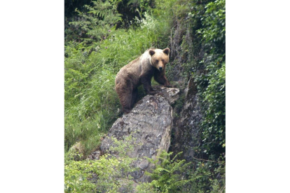 Uno de los osos controlados por la Fundación Oso Pardo.