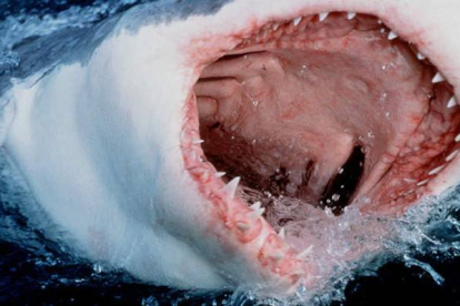 Un gran tiburón blanco se lanza a la superficie del agua mostrando sus afilados dientes.