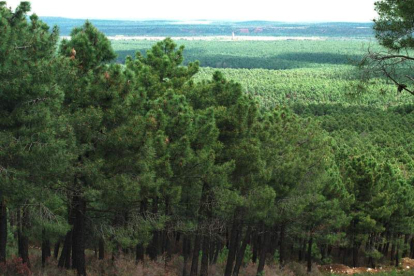 El pinar de Tabuyo del Monte, una de las más imponentes masas forestales de la provincia de León. norberto