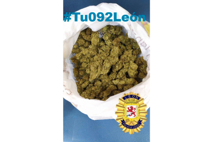 Marihuana incautada. POLICÍA LOCAL DE LEÓN
