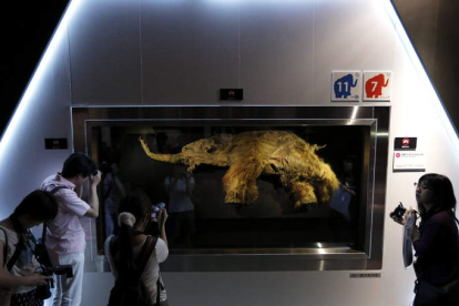 Un mamut lanudo, en una exposición en Yokohama, Japón KIYOSHI OTA