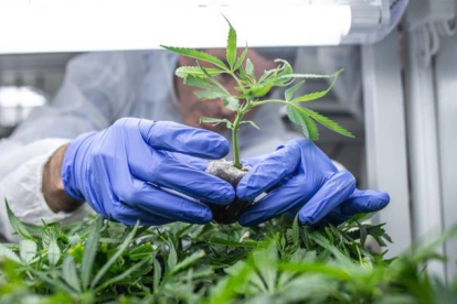 Plantas de cannabis destinadas a uso medicinal. BEA KALLOS