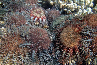 La 'corona de espinas' invade el arrecife de coral de la Gran Barrera de Australia.