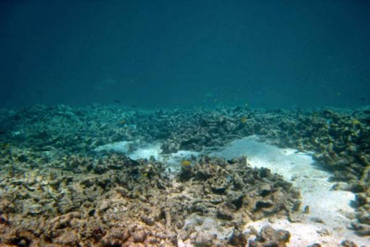 Imagen de la Gran Barrera de Coral arrasada por una especie de estrella de mar que mide más de 1 metro de diámetro.