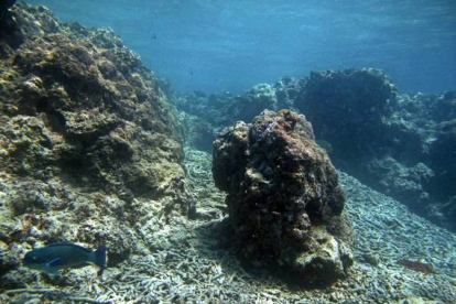 Vista submarina del arrecife de la Gran Barrera, en la que se ve el daño causado por la invasión de la estrella de mar, 'corona de espinas'.