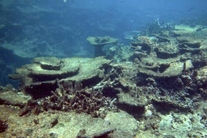 La reserva de coral más grande del mundo situada en Australia se está destruyendo por los cambios climáticos. Los investigadores calculan que en la próxima década se podría perder hasta un 5%.