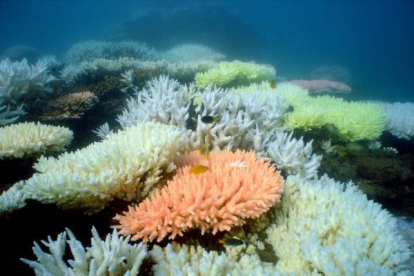 En 27 años Australia ha perdido la mitad del coral blanquecino de la isla de North Keppel, la mayor atracción turística australiana.