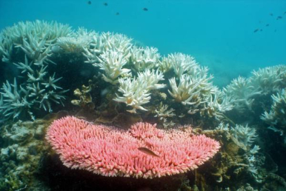 Coral blanquecino en la isla de Halfway en la Gran Barrera de Coral de Australia, atacada por una especie de estrella de mar, llamada 'corona de espinas' que mide más de 1 metro de diámetro y que pasa la mitad de su vida comiéndolo.
