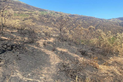 Varias imágenes constatan los daños producidos por el fuego en los montes de Boca. CAMPOS