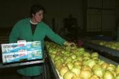 Una operaria del sector examina la calidad de una partida de manzanas ante de su distribución