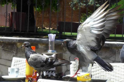 El aumento de las terrazas con la pandemia ha provocado la proliferación de las palomas en las zonas de bares. JAVIER FERNÁNDEZ ZARDÓN