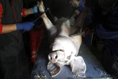 Imagen de una matanza del cerdo a la manera tradicional. ELISEO TRIGO