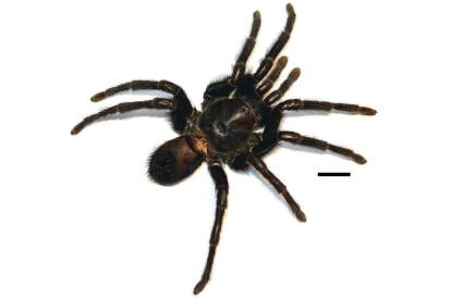 Imagen de la nueva especie de araña (la línea negra equivale a un centímetro).