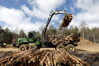 La venta de madera es la principal fuente de ingresos de los montes. MARCIANO PÉREZ