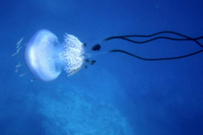 Imagen de archivo de una especie de medusa de la familia de Rhizostoma luteum. IGNACIO FRANCO