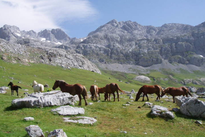 Varios caballos pastan en la Vega de Liordes, en Picos de Europa. RUBÉN GONZÁLEZ