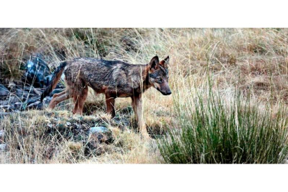 Un lobo en la montaña de Riaño, en una imagen captada por el fotógrafo naturalista Andoni Canela