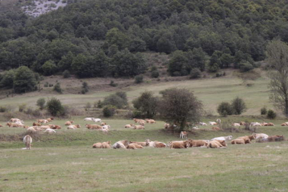 Reses pastan en los montes del municipio de Maraña. CAMPOS