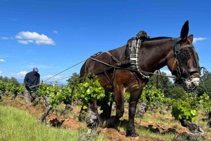 Linda y Romero son dos mulas de La Rioja que durante ocho jornadas de trabajo han arado seis hectáreas de viñedos centenarios en la zona de Otero para evitar que las cepas se muera. El Bierzo recupera así una práctica perdida hace tres décadas y que ya contaba con el precedente de las mulas de Ricardo Palacios.