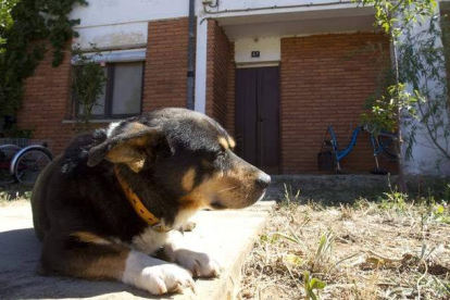 El perro de los fallecidos pasó el día junto a la puerta de la vivienda en la que se produjo la tragecia.