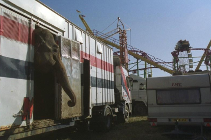 Un elefante en una caravana de un circo en León.
