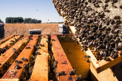 La apicultura trashumante no está todavía muy extendida en León. ADRIÁN ARIAS