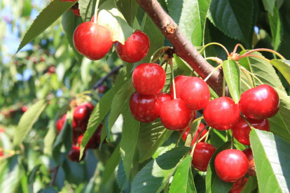 En la comarca hay 35 productores y tres empresas adscritas a la Marca de Garantía Cereza del Bierzo. L. DE LA MATA