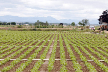 Cultivo de remolacha en la provincia de León. MARCIANO PÉREZ