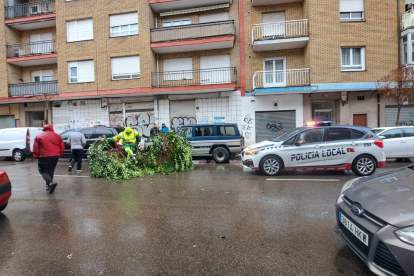 Operarios retiran un árbol en la calle Víctor de los Rios. DL