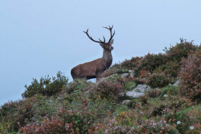 El nuevo plan rector de Picos deberá contemplar la prohibición de la caza deportiva. DL