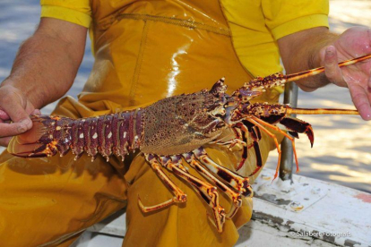 El restaurante Charlottes Legendary Lobster Pound prefiere colocar con marihuana a las langostas antes de cocinarlas