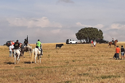 Encierro taurino de campo en Cimanes de la Vega con un novillo y una vaquilla. RAFA CAZÓN