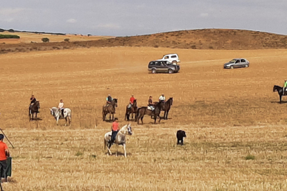 Encierro taurino de campo en Cimanes de la Vega con un novillo y una vaquilla. RAFA CAZÓN