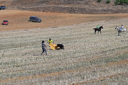 Encierro taurino de campo en Cimanes de la Vega con un novillo y una vaquilla. RAFA CAZÓN