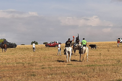 Encierro taurino de campo en Cimanes de la Vega con un novillo y una vaquilla. RAFA CAZÓN