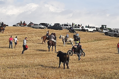 Encierro taurino de campo en Cimanes de la Vega con un novillo y una vaquilla. RAFA CAZÓN