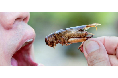 El consumo de insectos ha sido recomendado por la FAO. ULE